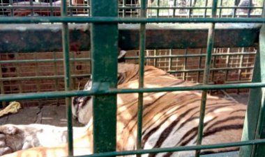 நான்கு பேரை கொன்ற டி -23 புலி உயிருடன் பிடிபட்டது! மைசூரு "சூ" வுக்கு பயணம்!