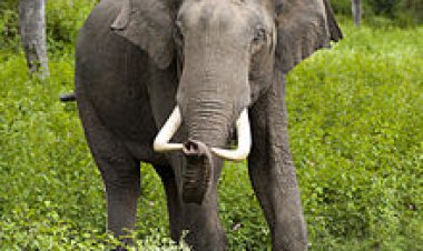 யானை தந்தம் திருடுக்கு வன அதிகாரி தயவு!