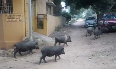 அய்யா பன்றிகளை பிடியுங்களேன் ப்ளீஸ்....