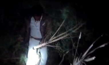 வீட்டில் கஞ்சா செடி வளர்த்த இளைஞர் கைது!