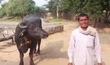 மாட்டுக்கு சூன்யம் வச்சுட்டாங்க அய்யா!போலிசில் புகார்!