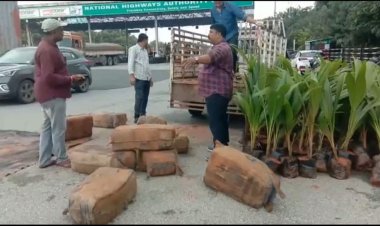 தென்னம் செடிக்கு மத்தியில் பெண்டல் பெண்டலாக கஞ்சா!