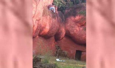 சிங்கத்தின் முகாமில் தில்லாக இறங்கிய நபர் கைது!