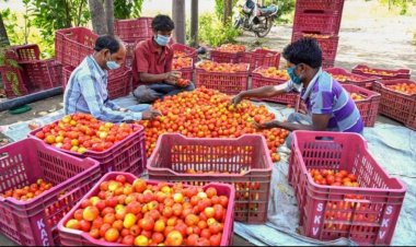 தத்தளிக்க வைக்கும் தக்காளி! 15 மெட்ரிக் டன் வாங்கி சப்ளை செய்யும்  அரசு!