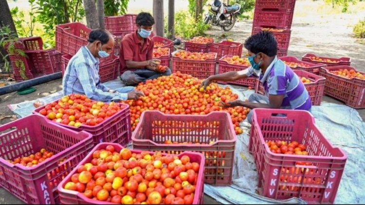 தத்தளிக்க வைக்கும் தக்காளி! 15 மெட்ரிக் டன் வாங்கி சப்ளை செய்யும் அரசு!