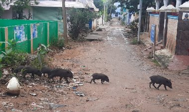 பன்றிகள் ஸ்பெஷல்!