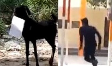 அலுவலரை ஆட்டம் காட்டிய ஆடு! வீடியோவை பாருங்கள்!