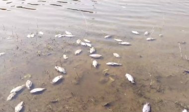 தோல் ஷாப்புகளின் ரசாயன நீரால் ஏரியில் விஷம் கலப்பு!  மீன்கள் இறந்து மிதக்கிறது!