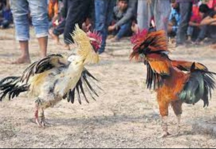சேவல் சண்டை நடத்தியவர்களிடம் ஆட்டையை போட்ட போலிசார்!