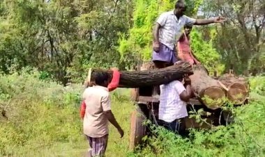யார்தாங்க அந்த மரங்களை வெட்டியது? தயவு செய்து கண்டுபிடியுங்க ப்ளீஸ்...!