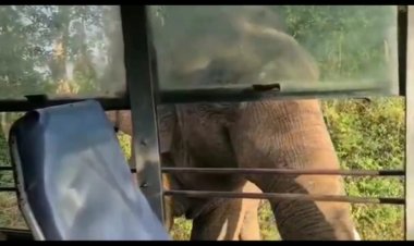 ஒய்யாரமாக நடந்து வந்த ஒற்றை தந்த காட்டுயானை!