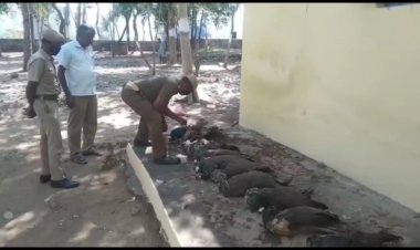 பன்னிரெண்டு மயில்கள் கொலை! விவசாயி கைது!