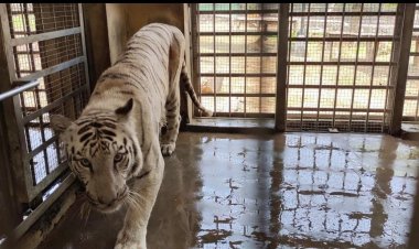 13 வயது  வெள்ளை பெண் புலி பரிதாப சாவு!