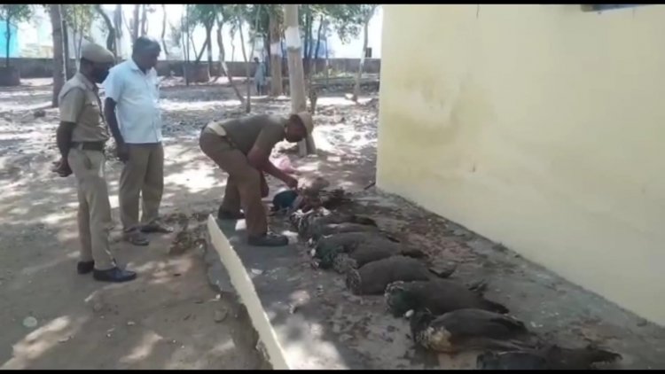பன்னிரெண்டு மயில்கள் கொலை! விவசாயி கைது!