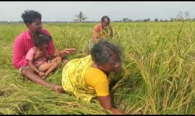  மனசாட்சியே இல்லீங்களா ஆபிசர்ஸ்! நெற்கதிரை கட்டி அணைத்து கதறிய பெண் விவசாயி! ஜோடிப்பு என தகவல்!!