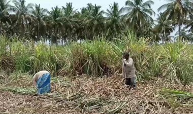 லஞ்சம் கொடுக்காததால் கரும்பை பாழாக்கிய அதிகாரி!