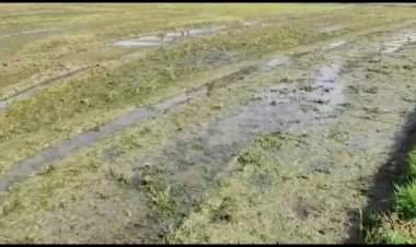 தண்ணீர் இருக்கு கரண்ட் இல்லை! விவசாயிகள் வேதனை!