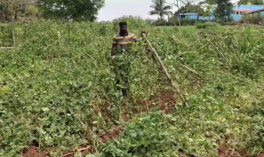 படுத்துக் கொண்ட பீன்ஸ்:- பலலட்சம் நஷ்டம்!