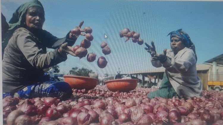 இலவச வெங்காயம் கொடுத்த விவசாயி!