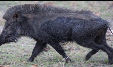 சிறுமியை தாக்கிய காட்டு பன்றிகள்! மக்கள் அச்சம்!!