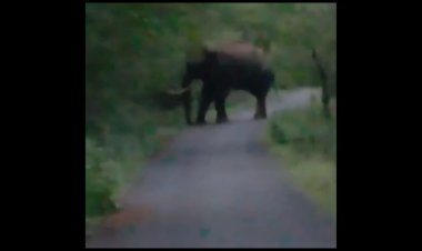 ஒற்றையானையின் வருகை!மக்கள் கலக்கம்!!