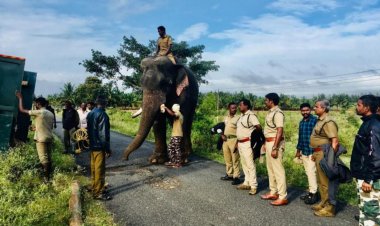 அட்ராசிட்டி யானையை பிடிக்க 2 கும்கி யானைகள் அழைப்பு!