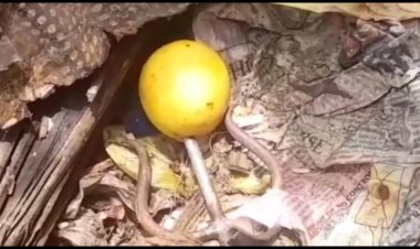 வீட்டுக்கு முன் ஆட்டுத்தலை சூன்யம்!