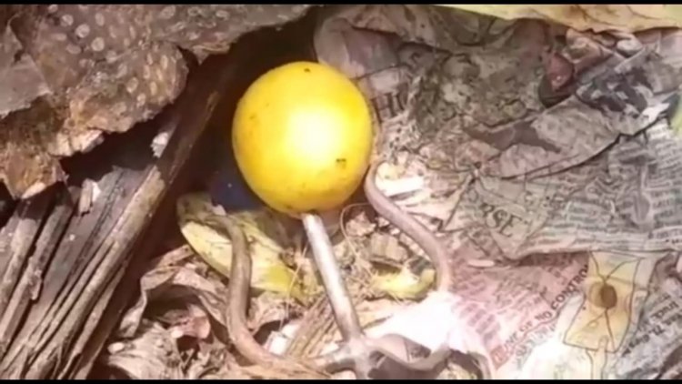 வீட்டுக்கு முன் ஆட்டுத்தலை சூன்யம்!