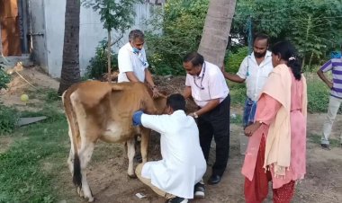 பிரியாணிக்காக குறைந்த விலைக்கு விற்கப்படும் நோய் வந்த கால் நடைகள்!