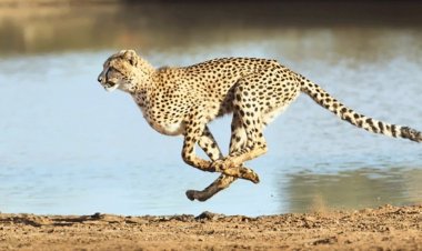 பிரதமர் பிறந்த தினத்தை அலங்கரித்த புலிகள்!