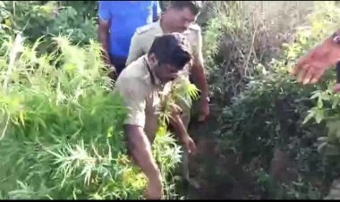 கஞ்சா தோட்டத்தை அழித்த திருப்பத்தூர் டிஎஸ்பி அண்ட் டீம்!