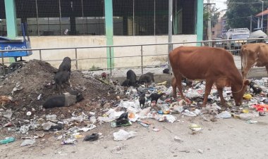 சத்துவாச்சாரி மாநகராட்சி அலுவலக வாசலில் பன்றிகள் கூட்டம்! ஸ்மார்ட்சிட்டி திட்ட பணிகளில் ஆக்கிரமிப்பு!