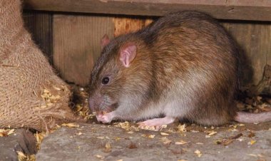 பீலா விட்ட போலிஸ்:- எலி கடித்து திண்ற 586 கிலோ கஞ்சா!