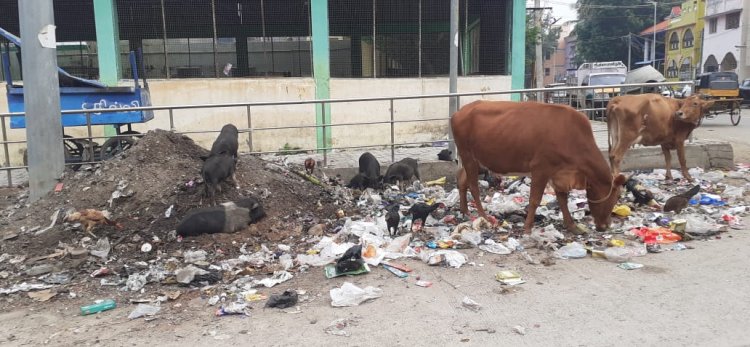சத்துவாச்சாரி மாநகராட்சி அலுவலக வாசலில் பன்றிகள் கூட்டம்! ஸ்மார்ட்சிட்டி திட்ட பணிகளில் ஆக்கிரமிப்பு!