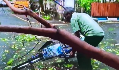 வேரோடு சாய்ந்த மரங்கள்:-சென்னை ஸ்தம்பித்தது!!