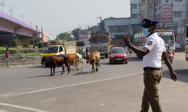 டிராபிக் போலிஸை பாடாய்படுத்தும் மாடுகளும்! ஓட்டல்காரரும்!