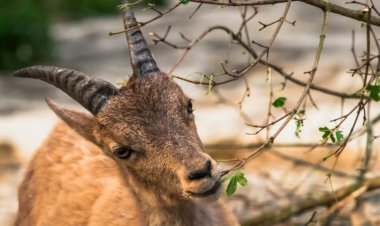தமிழ்நாட்டின் மாநில விலங்கான வரையாடு கேரளாவில் தஞ்சம்!
