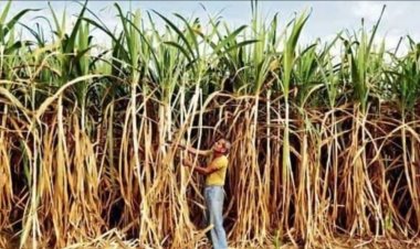 கரும்பு பத்தாது தேங்காயும் தாங்க அய்யா!