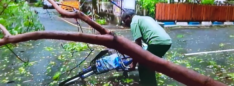 வேரோடு சாய்ந்த மரங்கள்:-சென்னை ஸ்தம்பித்தது!!