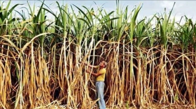 கரும்பு பத்தாது தேங்காயும் தாங்க அய்யா!