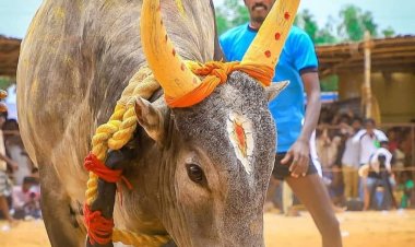 மதுரை ஜல்லிகட்டும் சர்ச்சைகளும்!