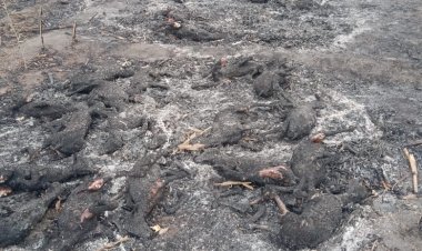 பத்த வச்ச பெருசு! 28 ஆடுகள் கருகின!!