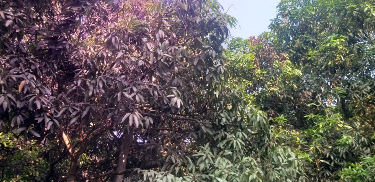 மழை மற்றும் செல் பூச்சியின் தாக்கம்:- "மா" விவசாயம் பாதிப்பு!