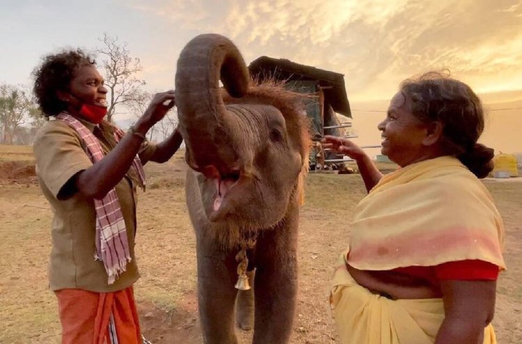 ஆஸ்கார் தம்பதிகளிடம் ஒப்படைக்கபட்ட குட்டி யானை பரிதாப பலி!
