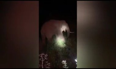 வனதுத்றையினரே ஒற்றை யானைக்கு சிகிச்சை அளியுங்கள்! பொதுமக்கள் கோரிக்கை!