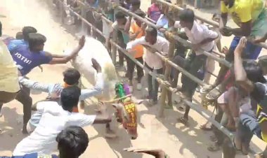 யூடியூப்பில் நேரலை செய்த நபரை காளை முட்டி களேபரம்!