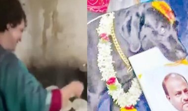 நாய் ஜோசியப்படி கர்நாடகத்தில் அடுத்த முதல்வர் யார்? தோசை சுட்ட பிரியங்கா!!