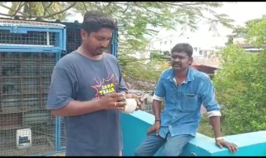ஆயிரம் கிலோ மீட்டர் பறந்து வந்த புறா!
