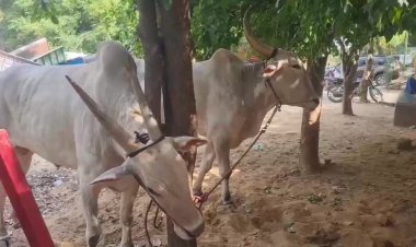 மாடுகளை பட்டினி போட்ட ஆபிசர்ஸ்!