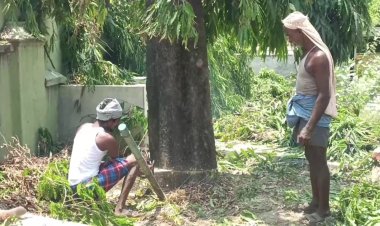 அரசாங்கம் மட்டும் பச்சை மரத்தை வெட்டலாமுங்களா?